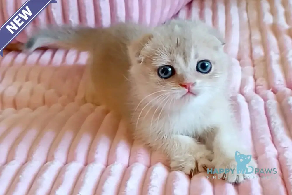 W-Angel Scottish Fold female blue golden chinchilla live animals
