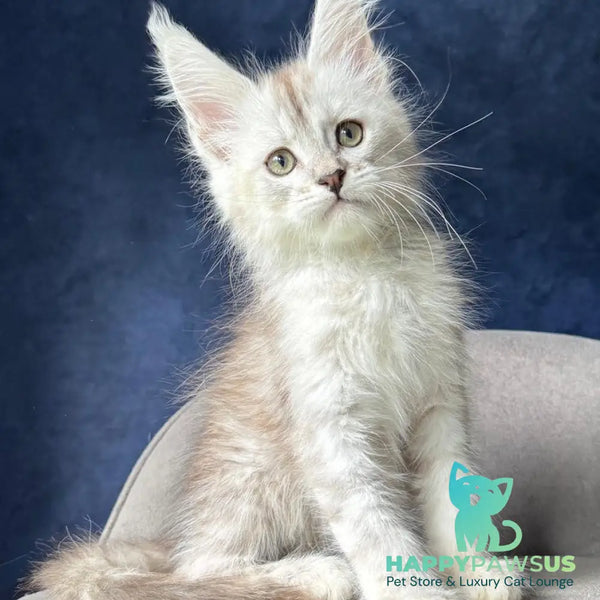 Wabach Maine Coon male black silver spotted tabby - live animals