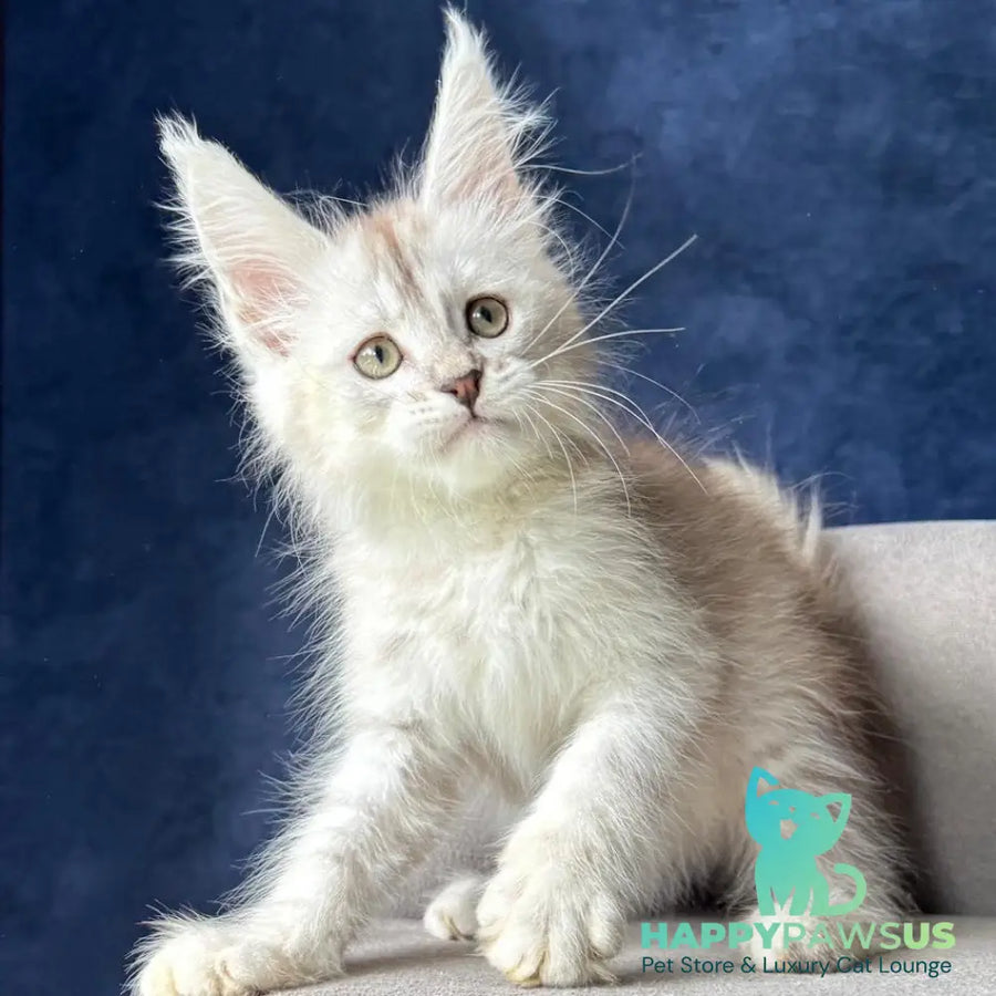 Wabach Maine Coon male black silver spotted tabby - live animals
