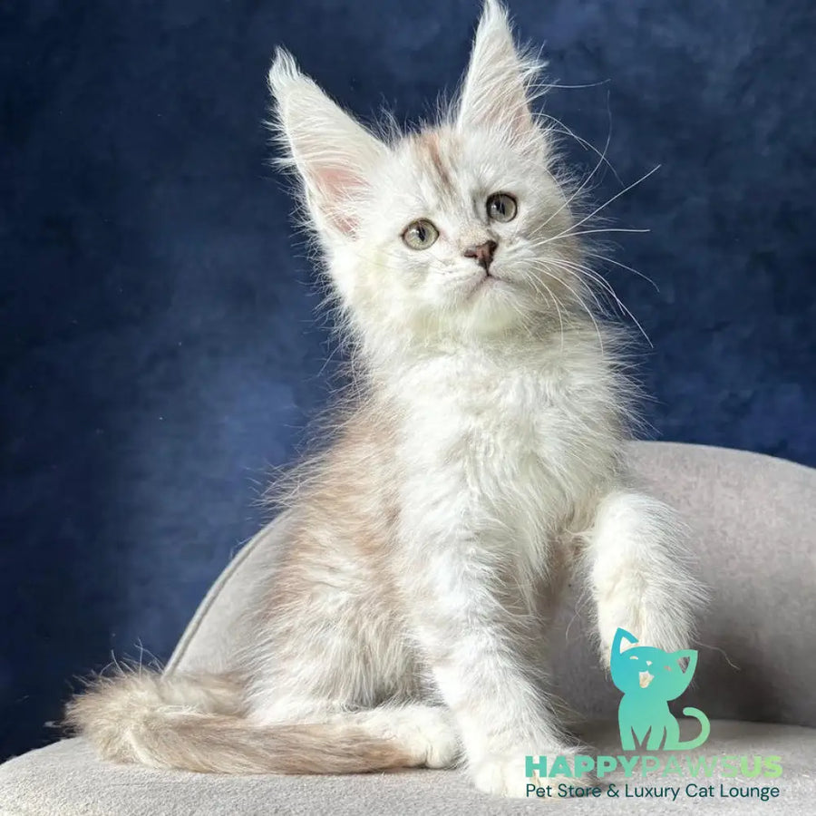 Wabach Maine Coon male black silver spotted tabby - live animals