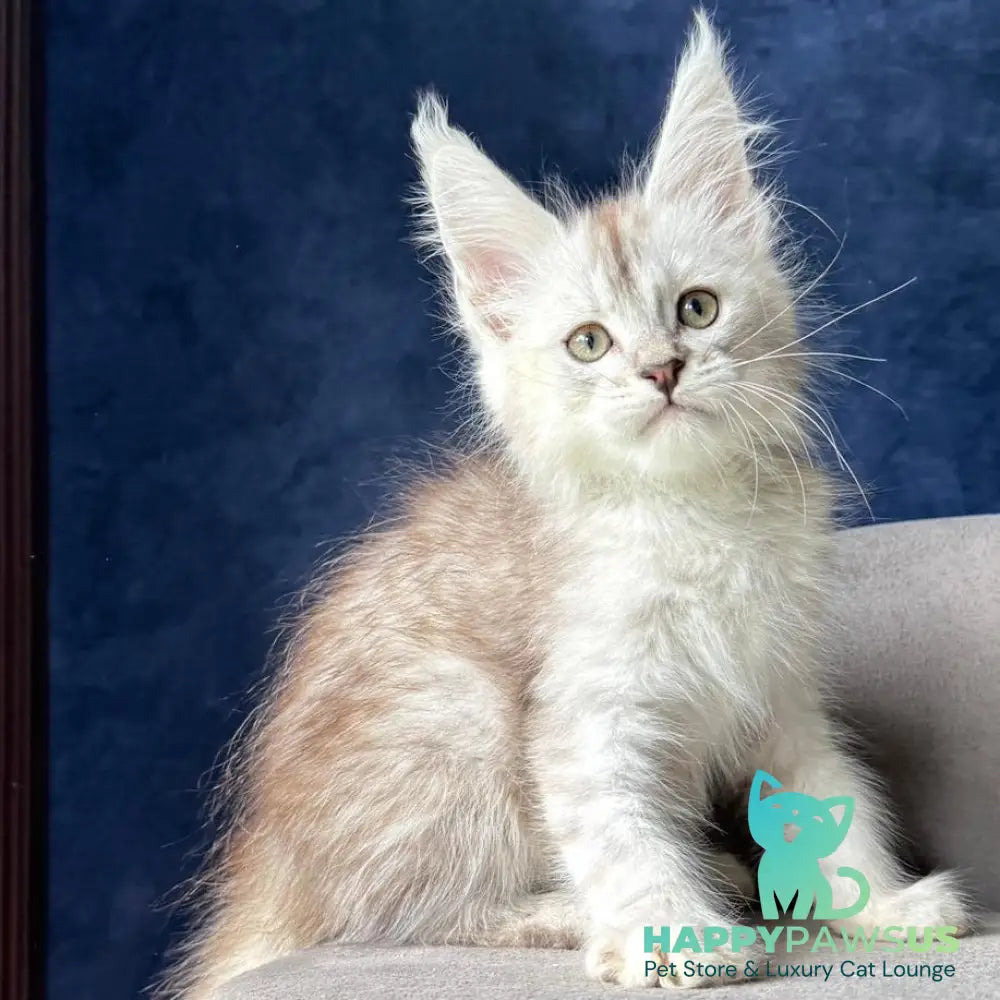 Wabach Maine Coon male black silver spotted tabby - live animals