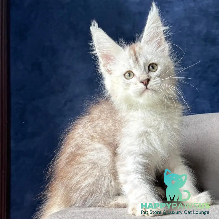 Wabach Maine Coon male black silver spotted tabby - live animals