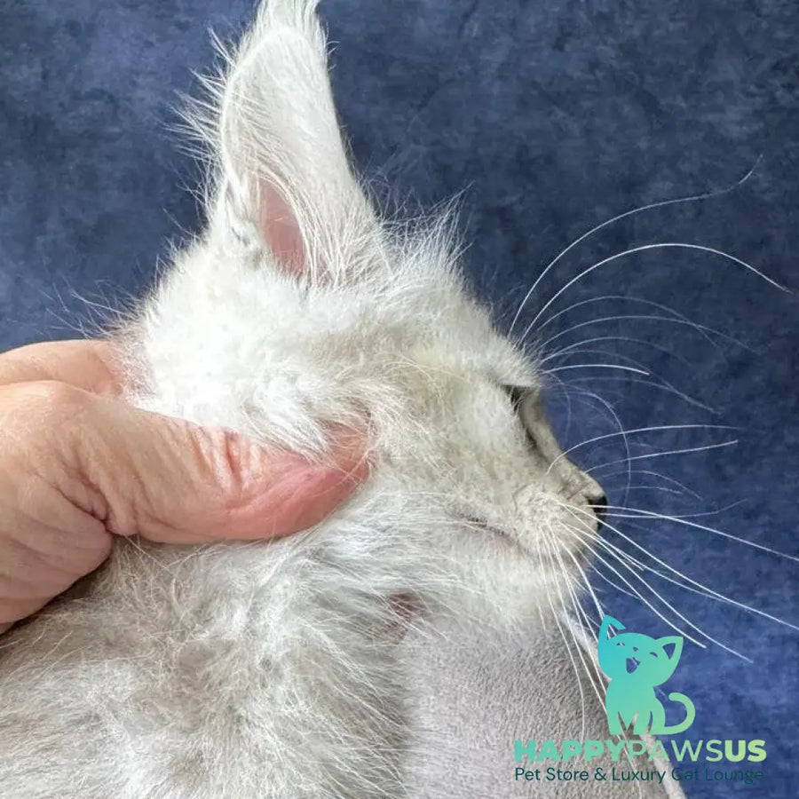 Wabach Maine Coon male black silver spotted tabby - live animals