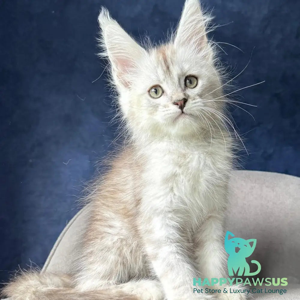 Wabach Maine Coon male black silver spotted tabby - live animals