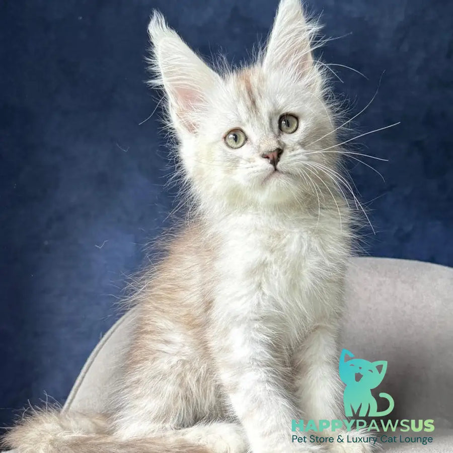 Wabach Maine Coon male black silver spotted tabby - live animals