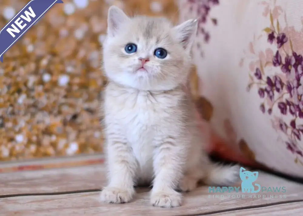 Wade British Shorthair male blue golden shaded live animals