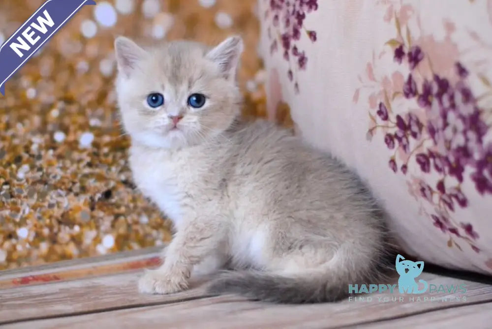 Wade British Shorthair male blue golden shaded live animals