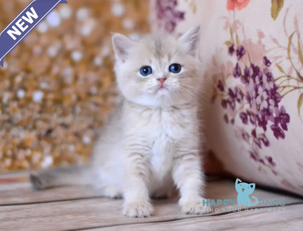 Wade British Shorthair male blue golden shaded live animals