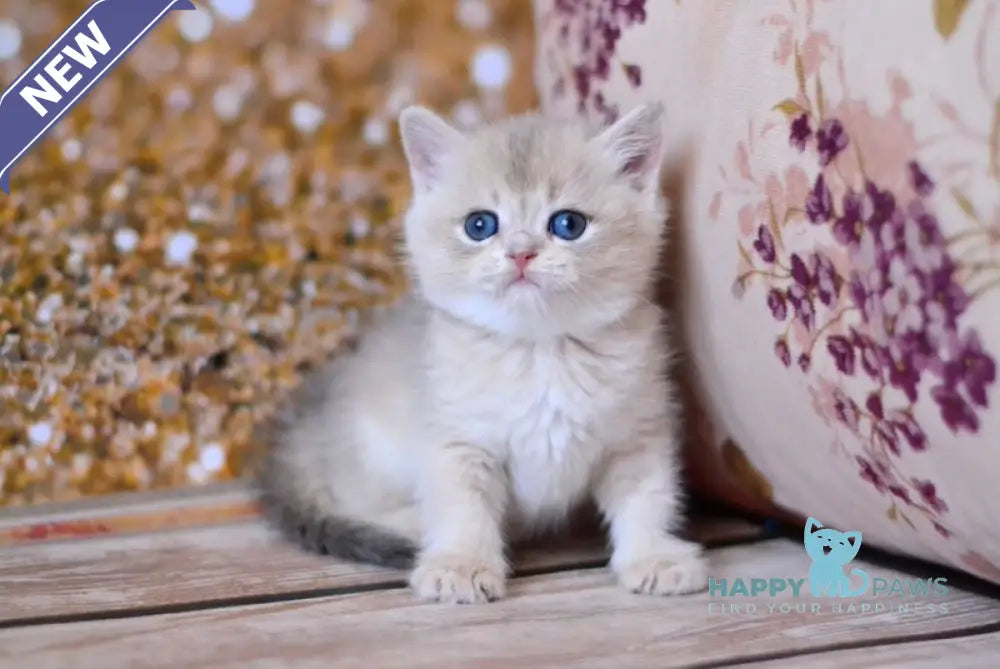 Wade British Shorthair male blue golden shaded live animals