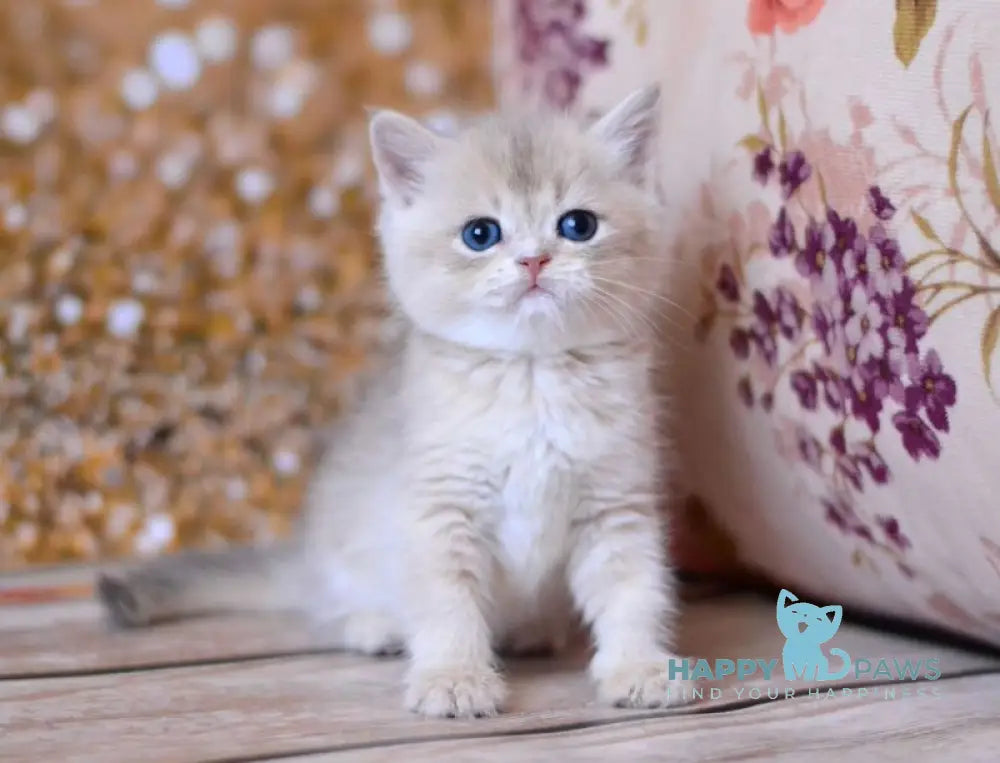 Wade British Shorthair male blue golden shaded live animals