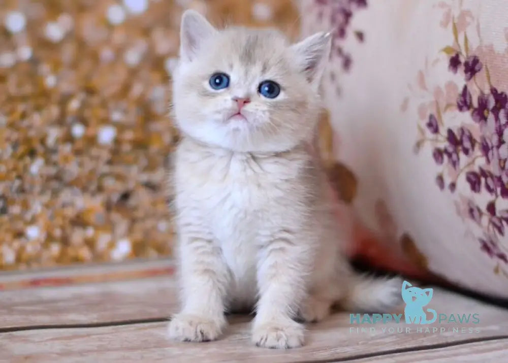 Wade British Shorthair male blue golden shaded live animals