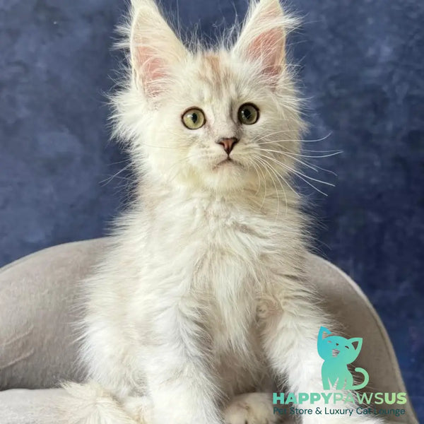 Wafan Maine Coon male black silver ticked tabby - live animals