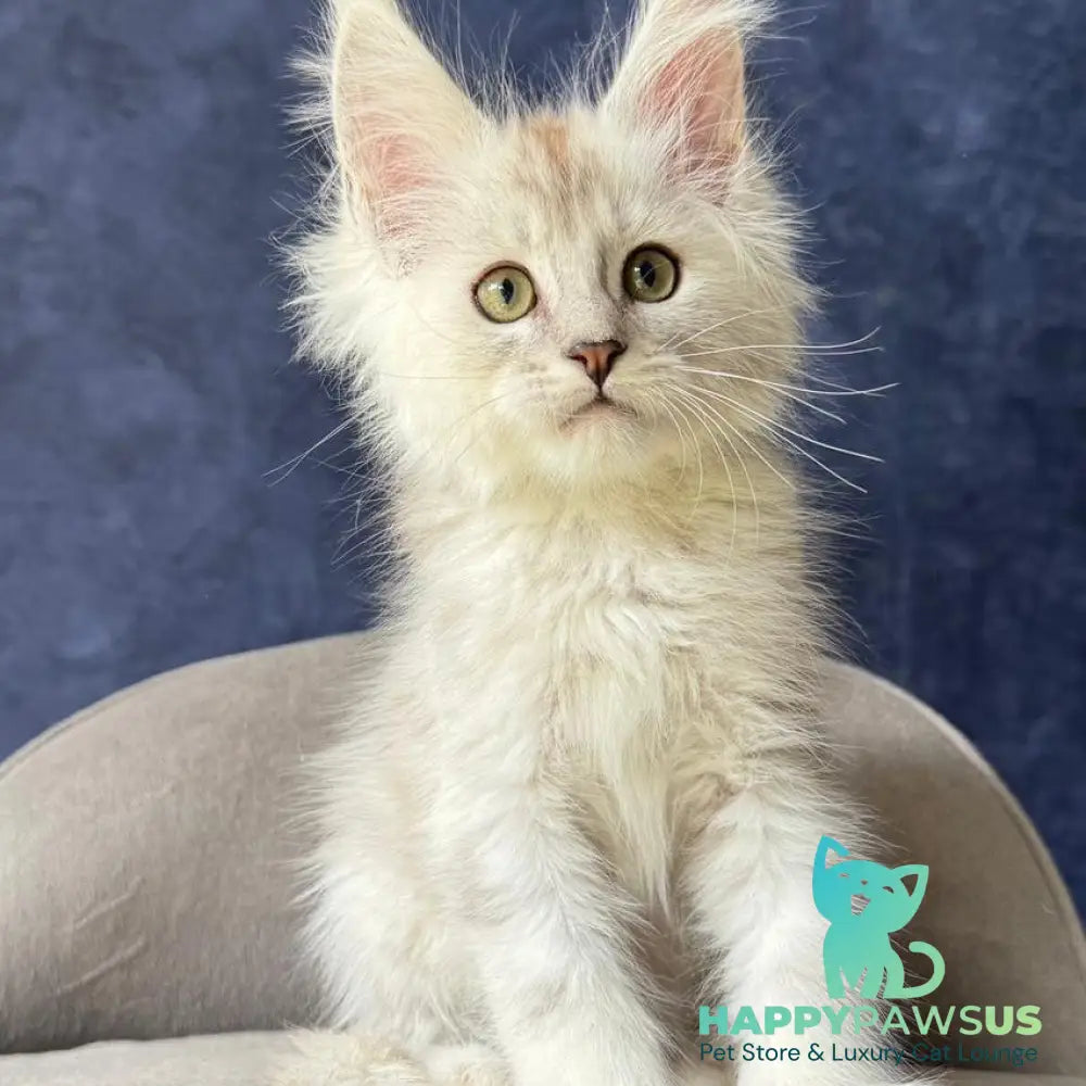 Wafan Maine Coon male black silver ticked tabby - live animals