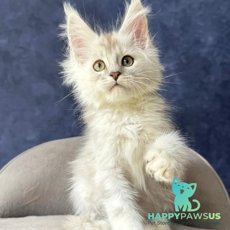 Wafan Maine Coon male black silver ticked tabby - live animals