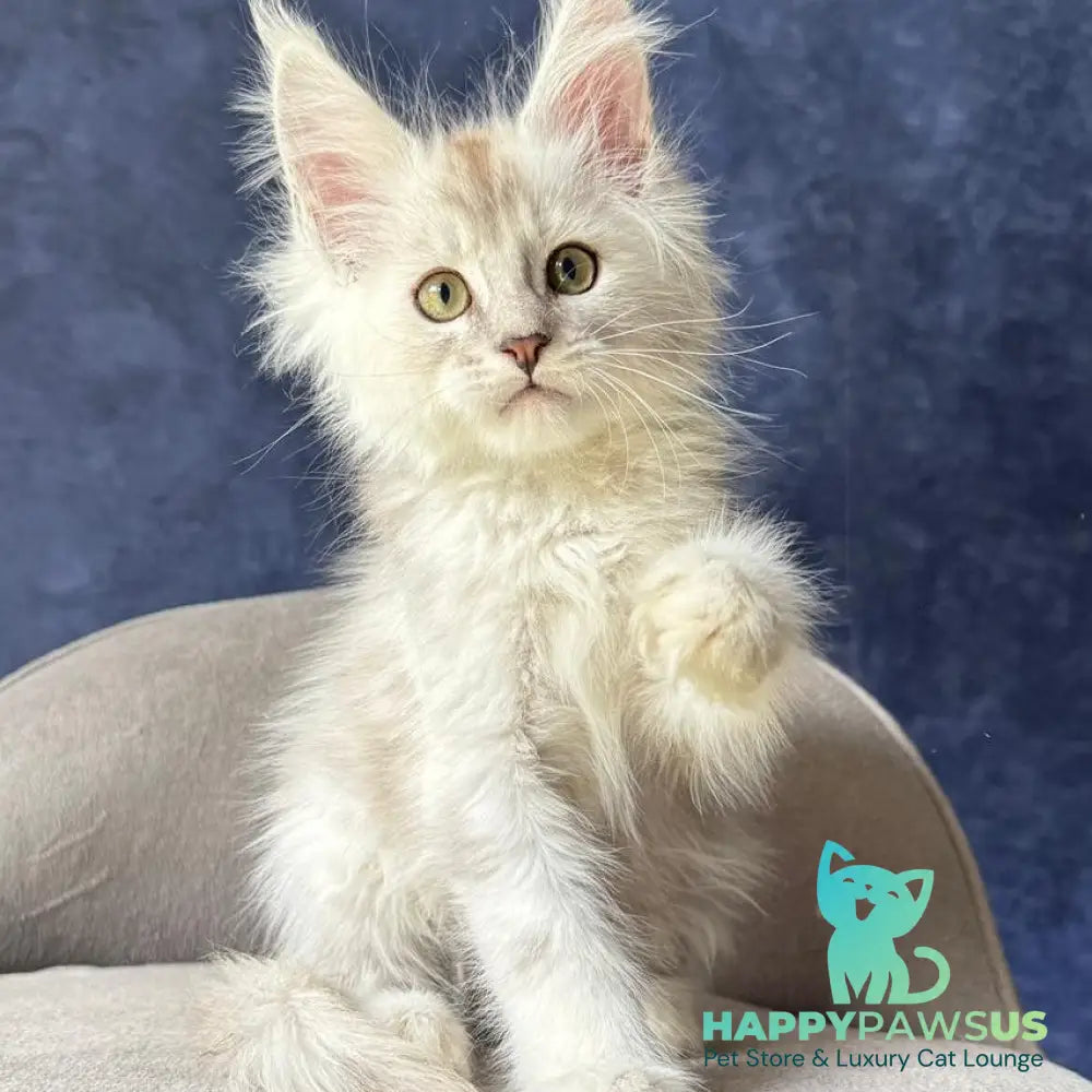 Wafan Maine Coon male black silver ticked tabby - live animals