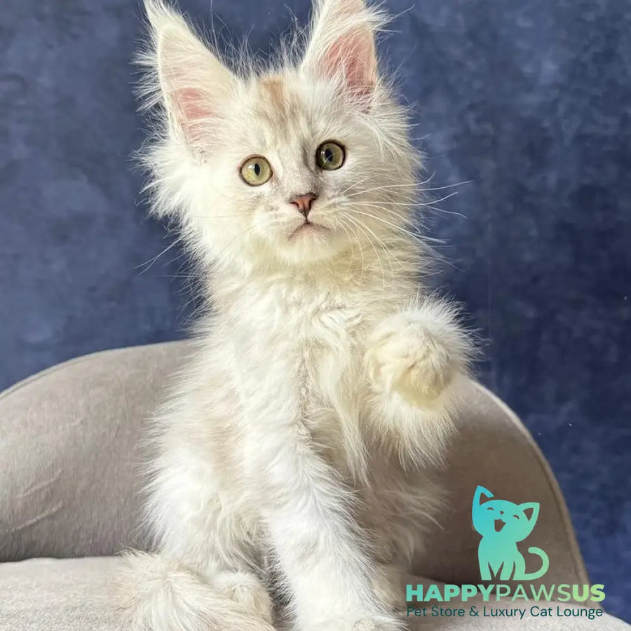 Wafan Maine Coon male black silver ticked tabby - live animals