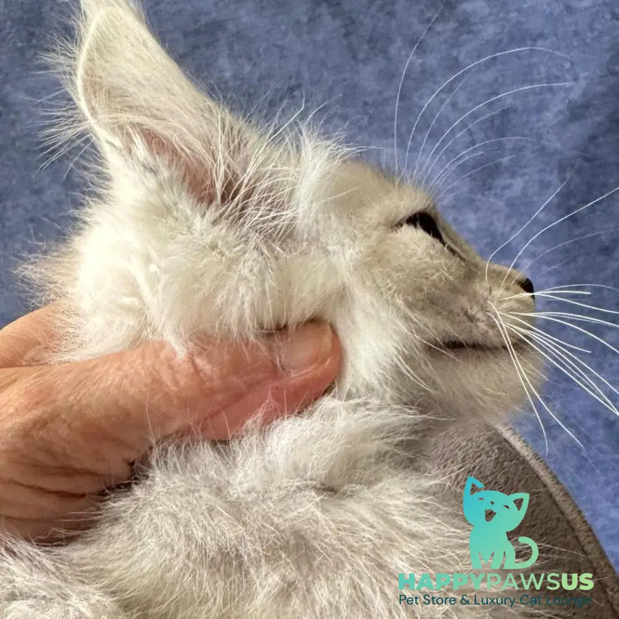 Wafan Maine Coon male black silver ticked tabby - live animals
