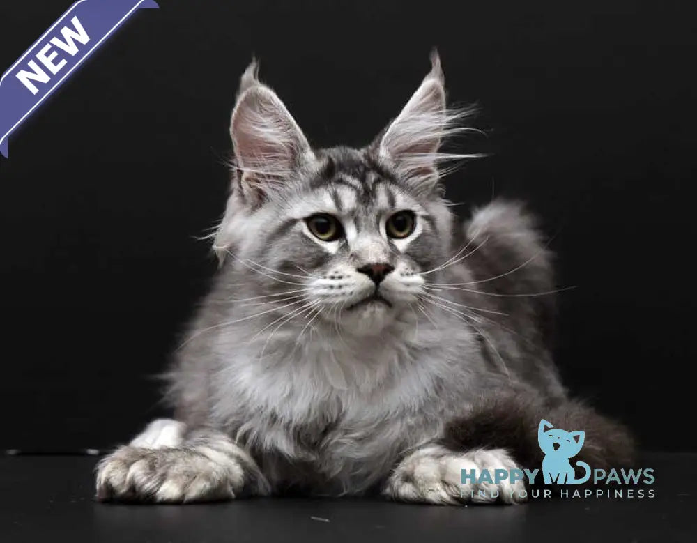 Wagner Maine Coon polydactyl male black silver tabby live animals
