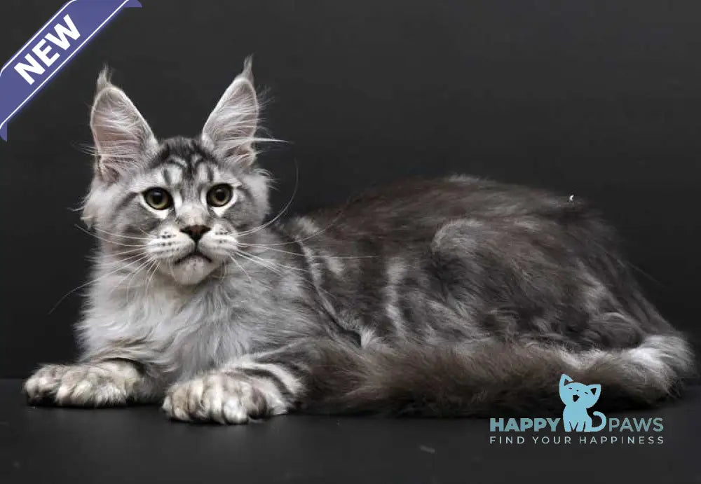 Wagner Maine Coon polydactyl male black silver tabby live animals