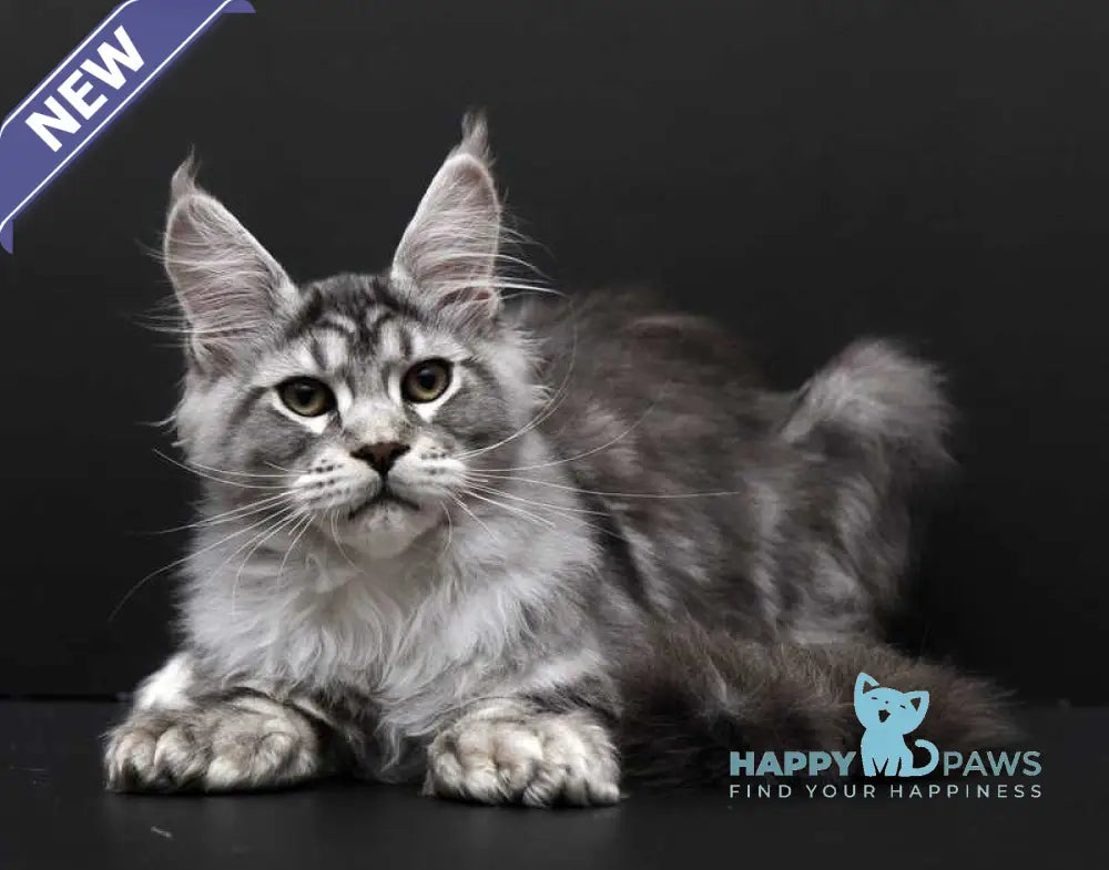 Wagner Maine Coon polydactyl male black silver tabby live animals