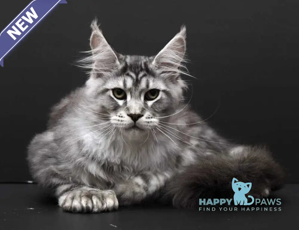 Wagner Maine Coon polydactyl male black silver tabby live animals