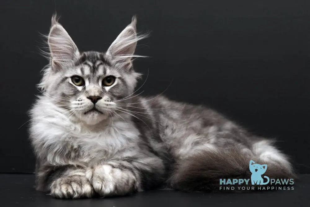 Wagner Maine Coon polydactyl male black silver tabby live animals