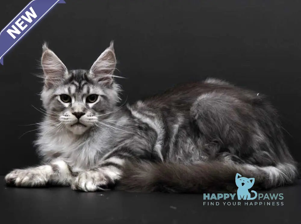 Wagner Maine Coon polydactyl male black silver tabby live animals