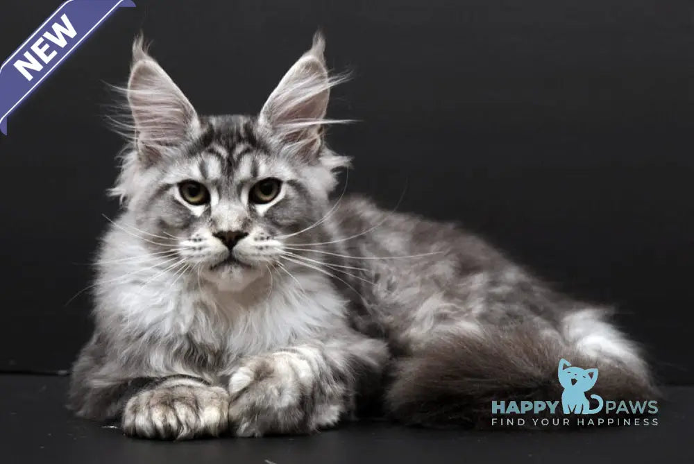 Wagner Maine Coon polydactyl male black silver tabby live animals