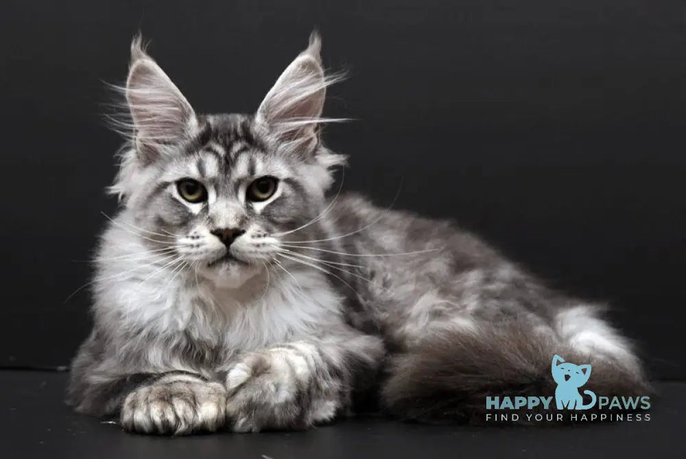 Wagner Maine Coon polydactyl male black silver tabby live animals