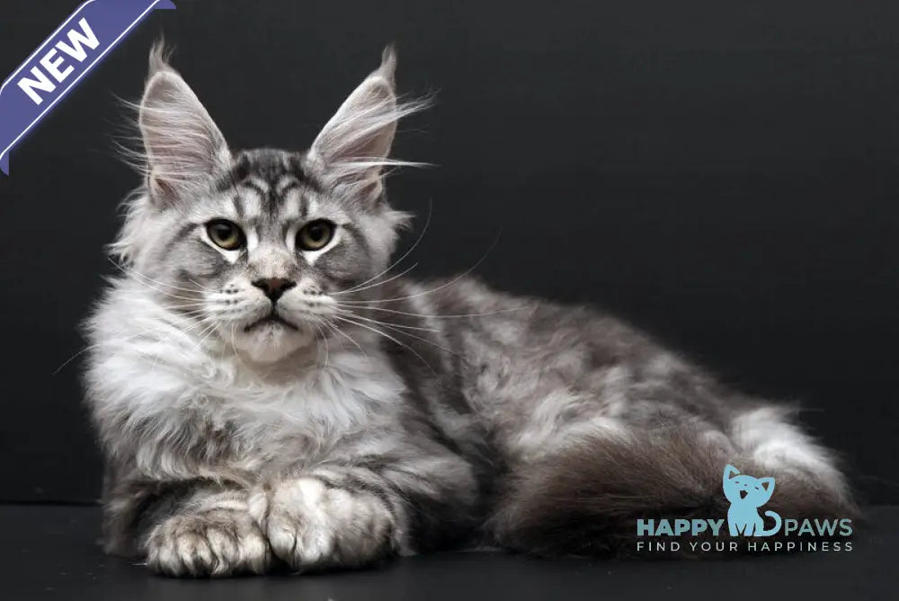 Wagner Maine Coon polydactyl male black silver tabby live animals