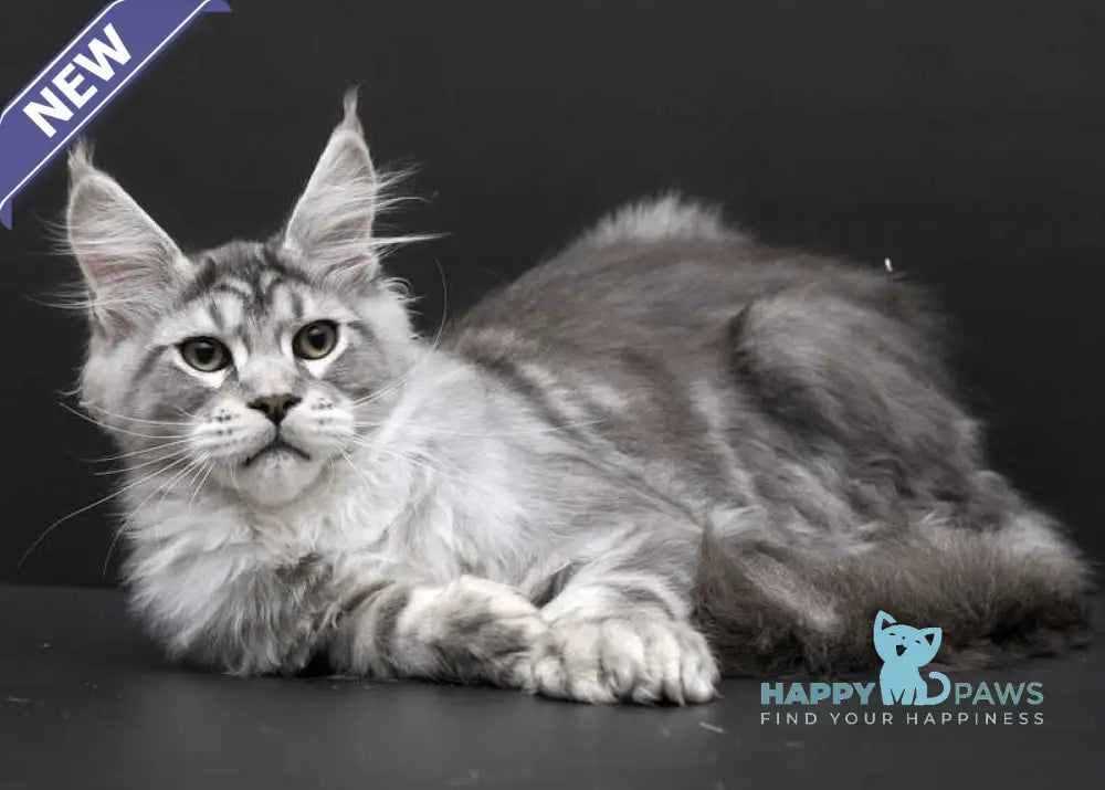 Wagner Maine Coon polydactyl male black silver tabby live animals