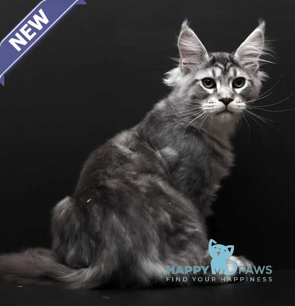 Wagner Maine Coon polydactyl male black silver tabby live animals