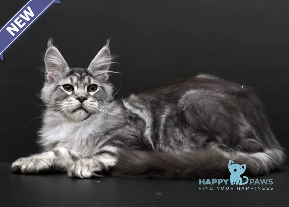 Wagner Maine Coon polydactyl male black silver tabby live animals