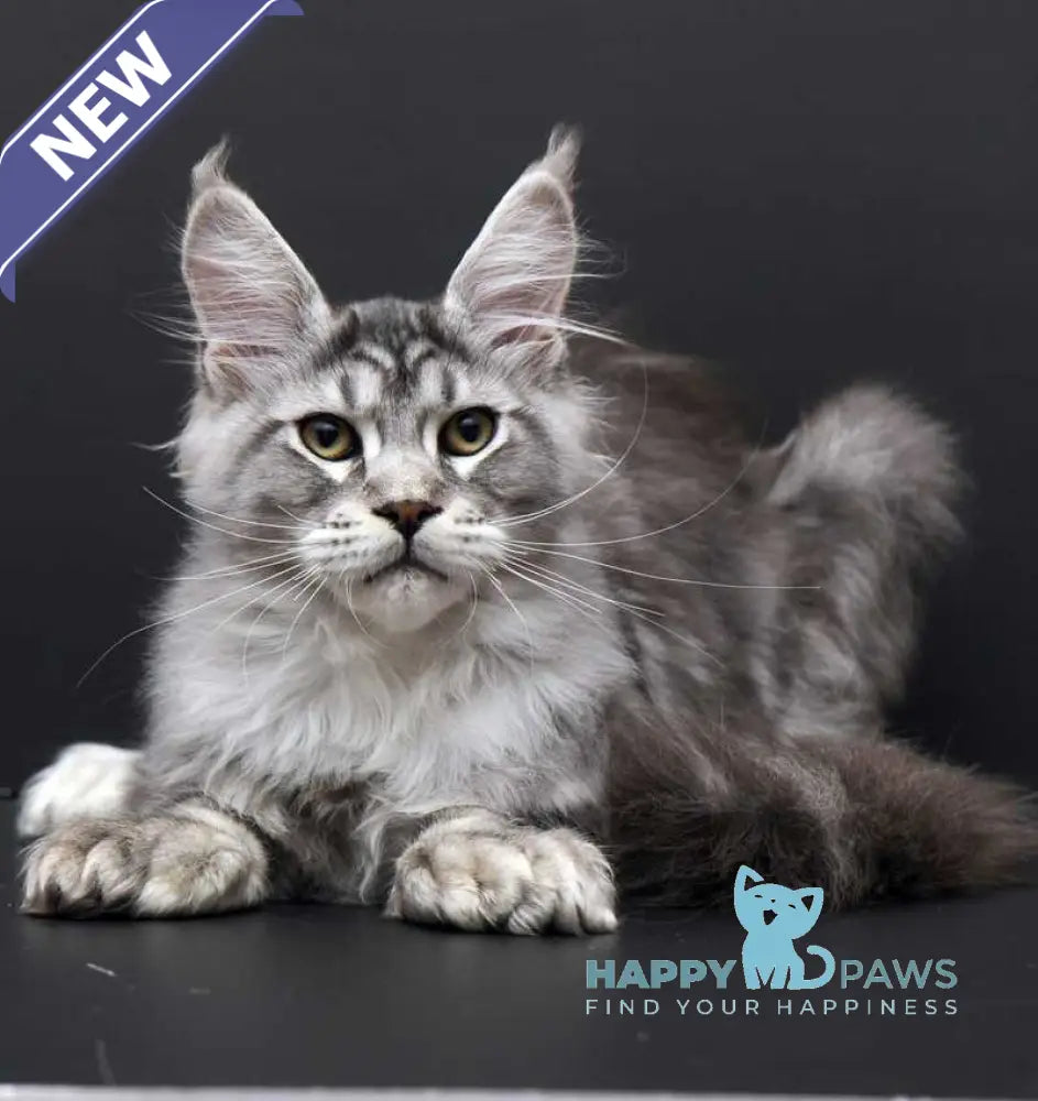 Wagner Maine Coon polydactyl male black silver tabby live animals
