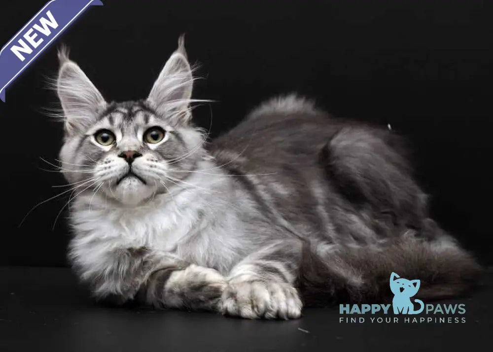 Wagner Maine Coon polydactyl male black silver tabby live animals