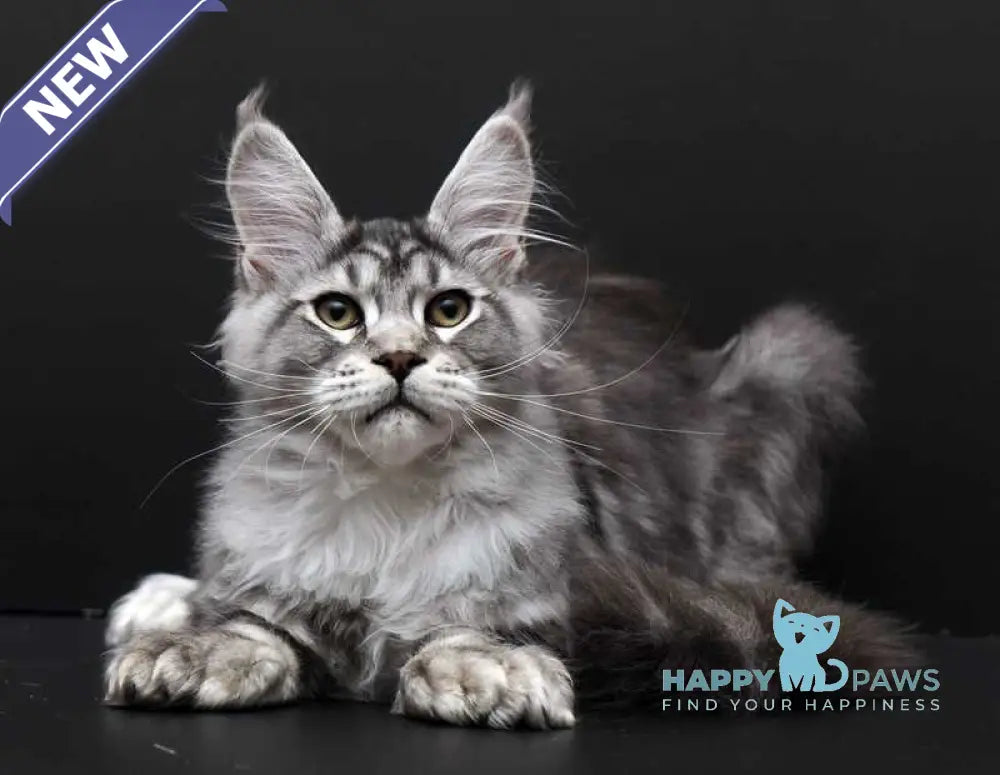 Wagner Maine Coon polydactyl male black silver tabby live animals