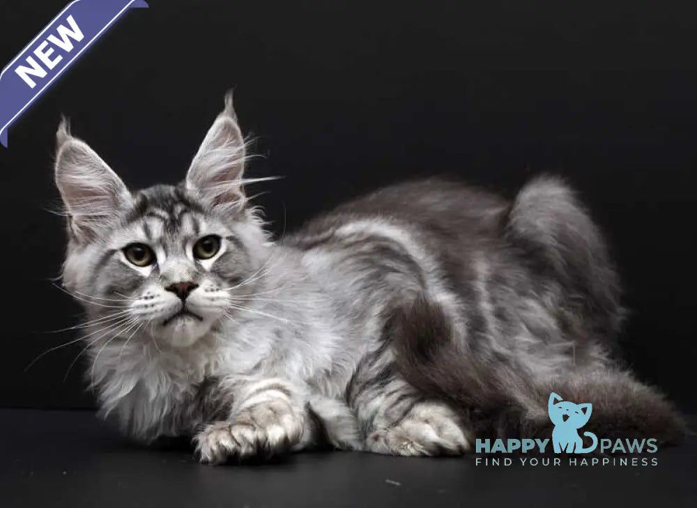 Wagner Maine Coon polydactyl male black silver tabby live animals