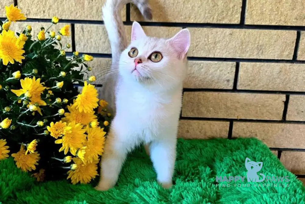 Waikiki British Shorthair female chocolate silver chinchilla live animals
