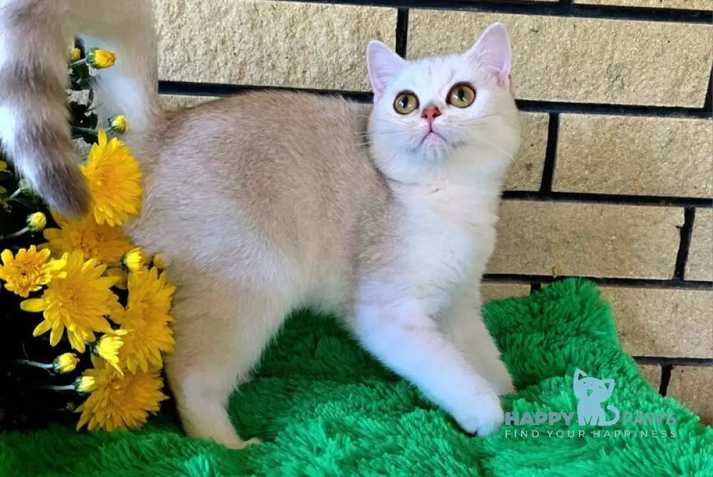 Waikiki British Shorthair female chocolate silver chinchilla live animals