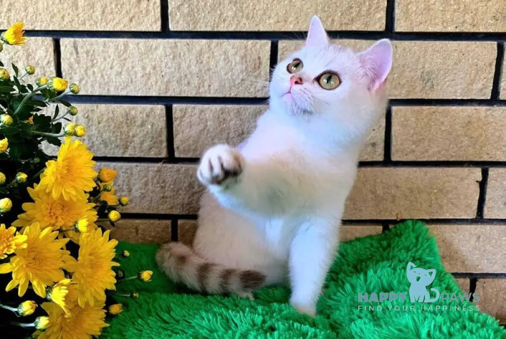 Waikiki British Shorthair female chocolate silver chinchilla live animals