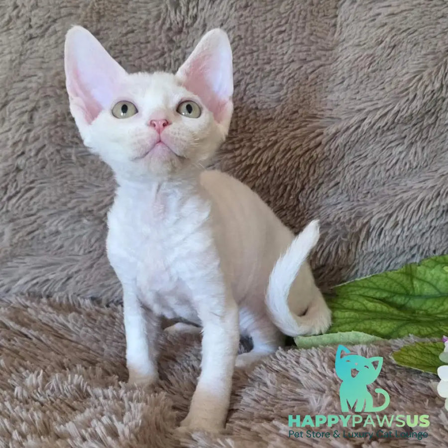 Waikiki Devon Rex female white - live animals