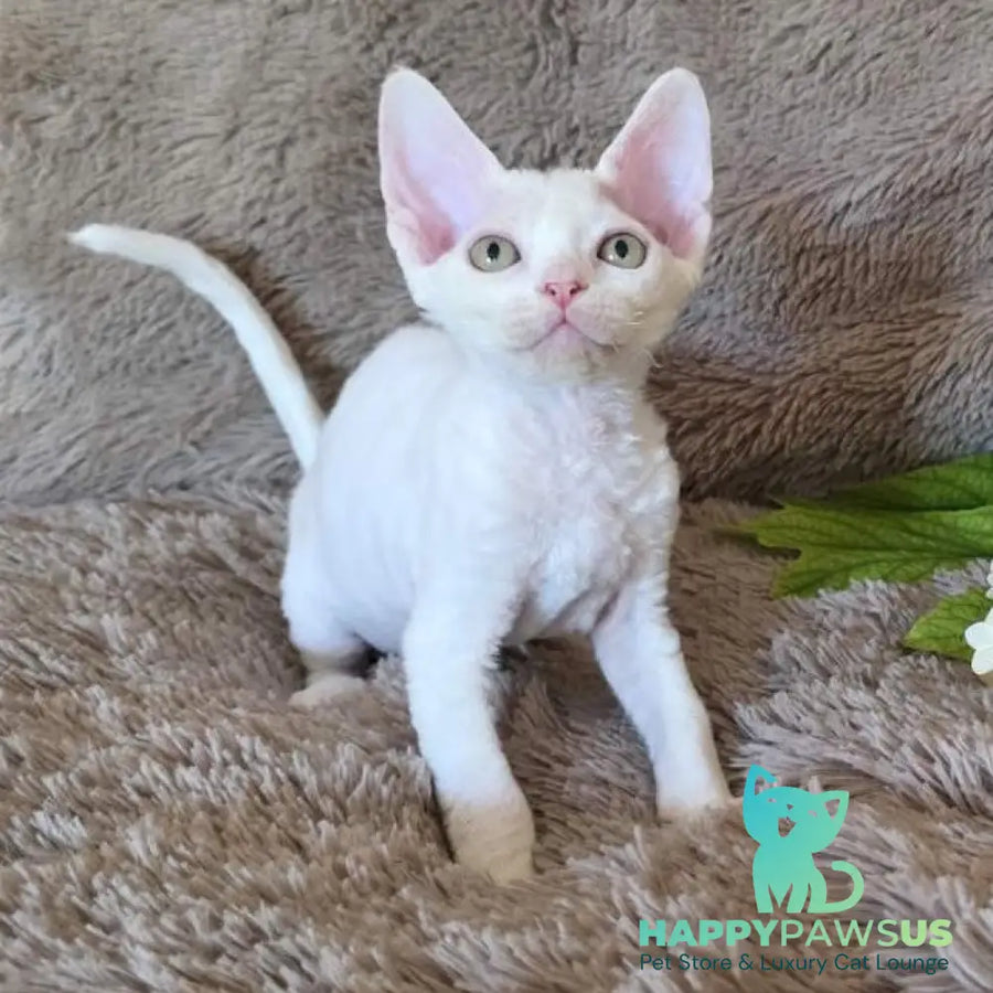 Waikiki Devon Rex female white - live animals
