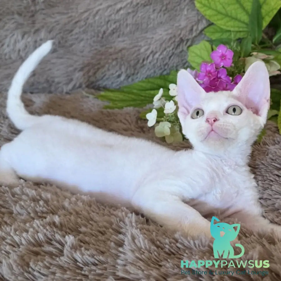 Waikiki Devon Rex female white - live animals