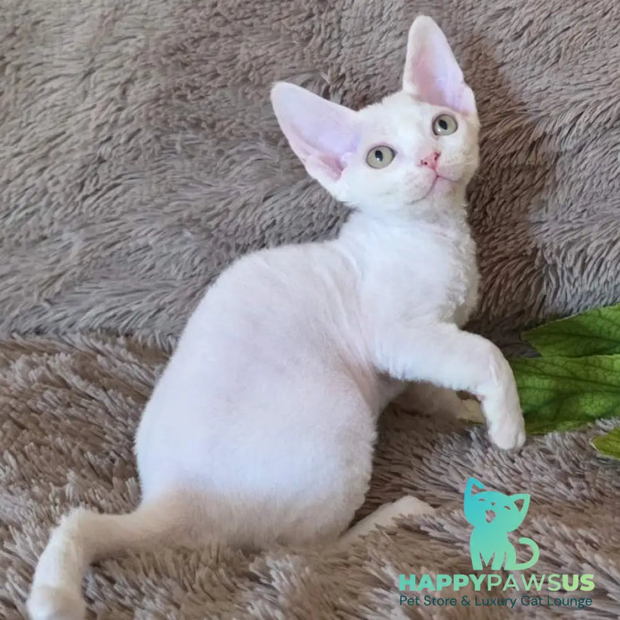 Waikiki Devon Rex female white - live animals