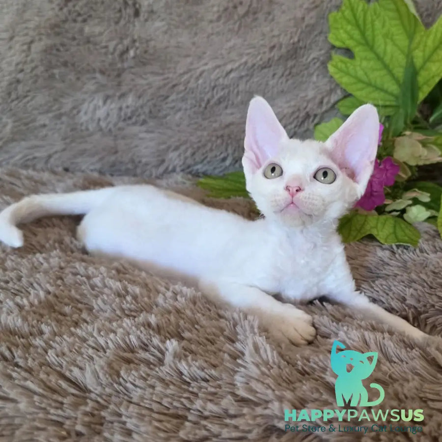 Waikiki Devon Rex female white - live animals