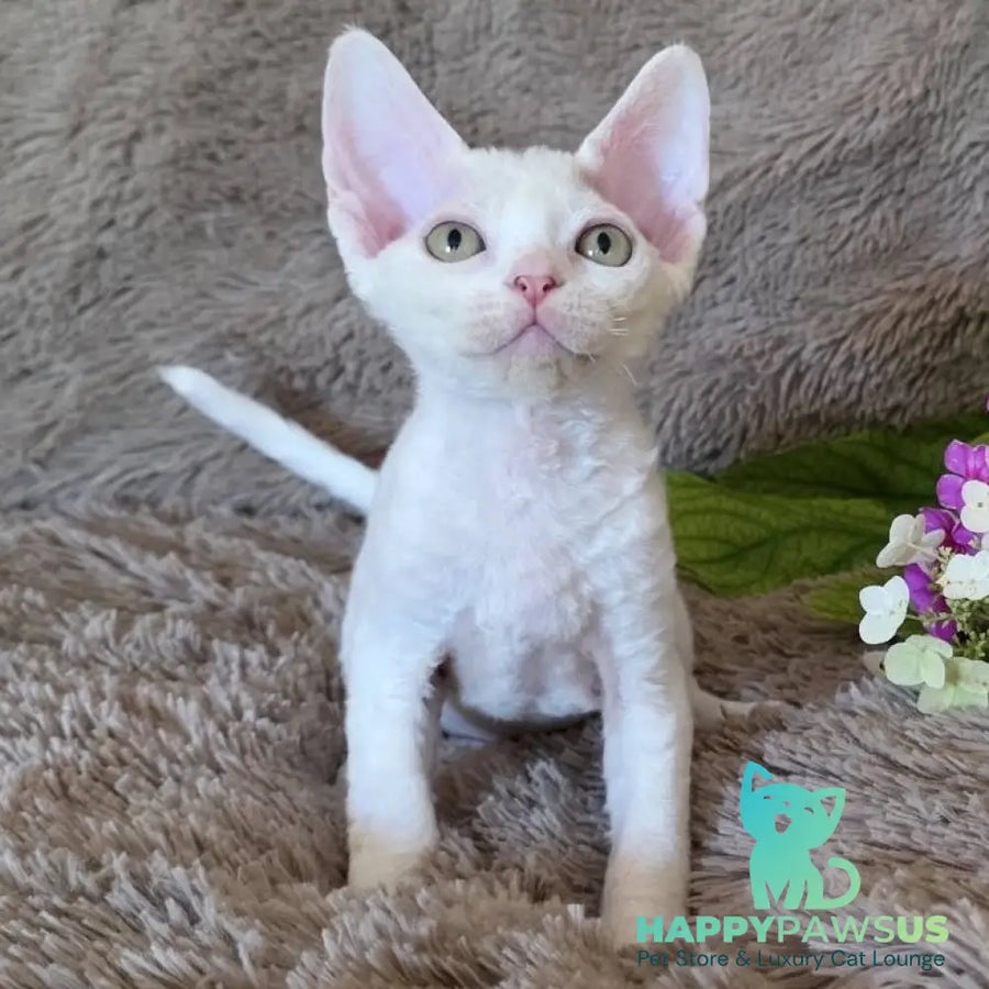 Waikiki Devon Rex female white - live animals