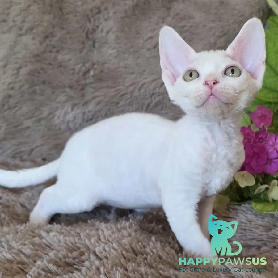 Waikiki Devon Rex female white - live animals
