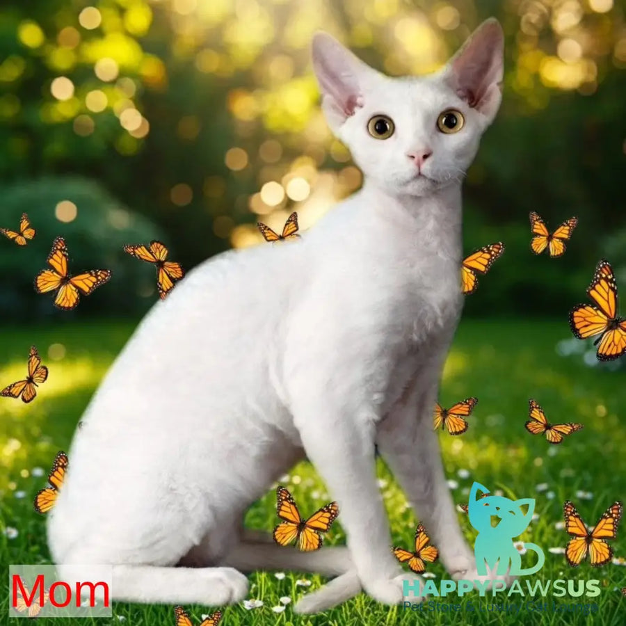 Waikiki Devon Rex female white - live animals
