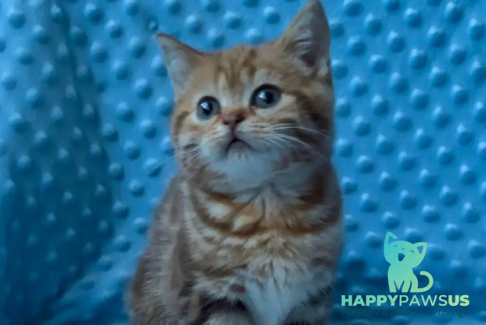 Wailani British Shorthair female chocolate tabby - live animals