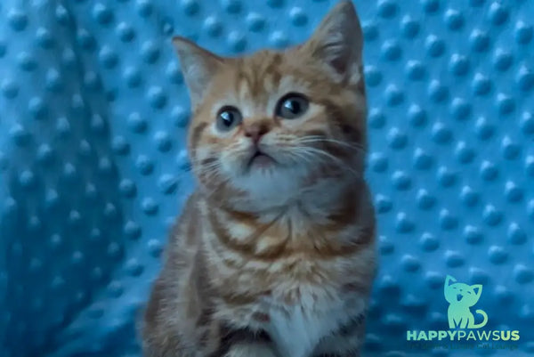 Wailani British Shorthair female chocolate tabby - live animals